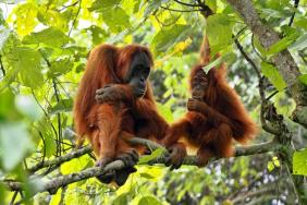 Quand préserver les orangs-outans fait progresser la pneumologie 