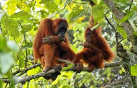 Quand préserver les orangs-outans fait progresser la pneumologie 